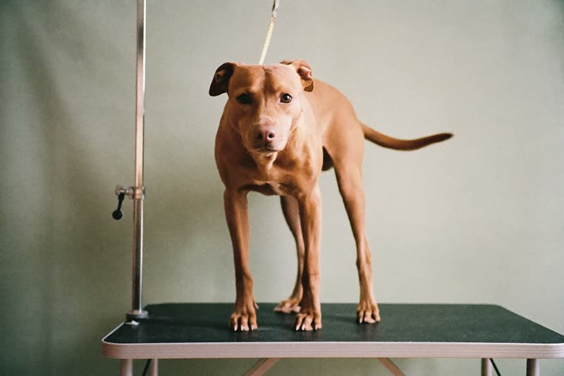 A dog standing calmly on a low grooming table