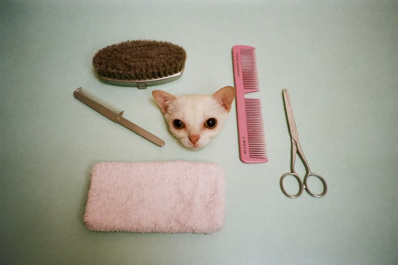 Clean grooming tools laid out on a plain pale surface