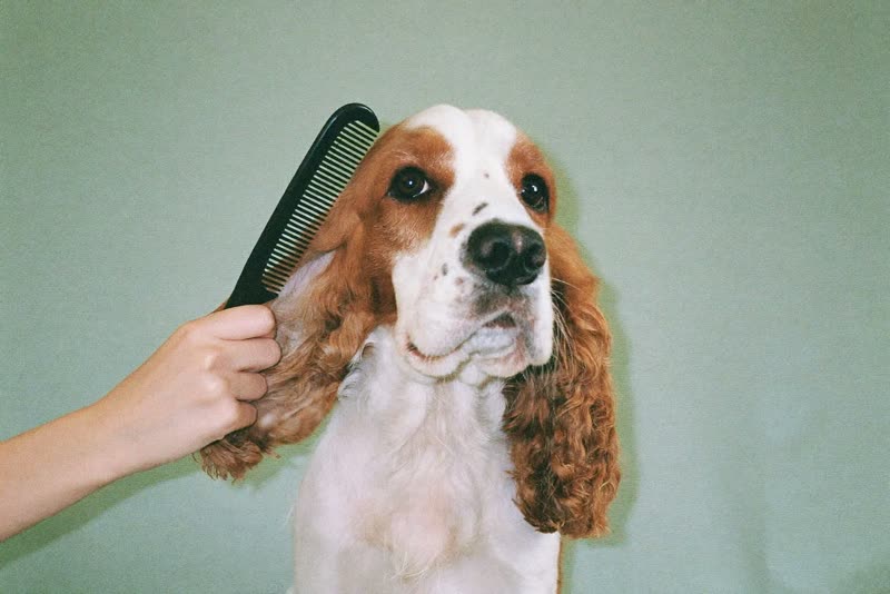 A hand combing the ear fur of a relaxed spaniel