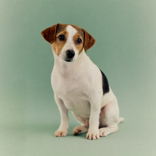 A freshly groomed small terrier sitting against a plain pale backdrop