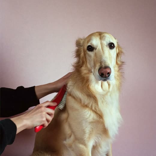 Hands brushing a long-haired dog against a plain pale backdrop