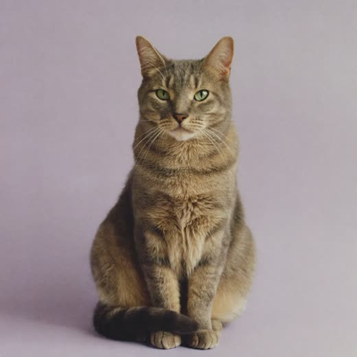 A calm cat sitting against a plain pale backdrop